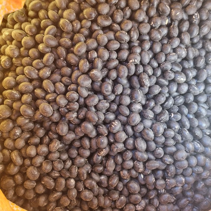 장터 상품 [햇서리태 청자5호 1k➡️ 안정성 검사 완료] 썸네일