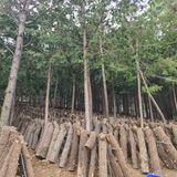 팜모닝 버섯·수확 게시글 이미지