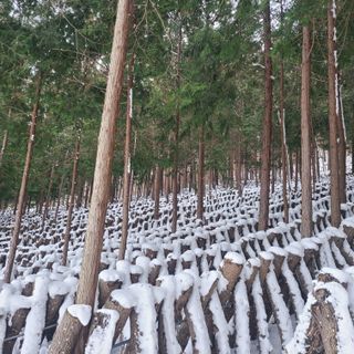 박형준님의 버섯 · 수확 작성글 사진