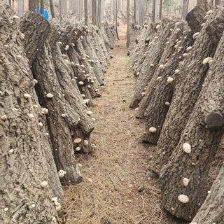 박형준님의 버섯 · 수확 작성글 사진