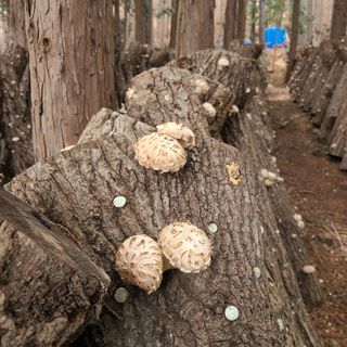 박형준님의 버섯 · 수확 작성글 사진