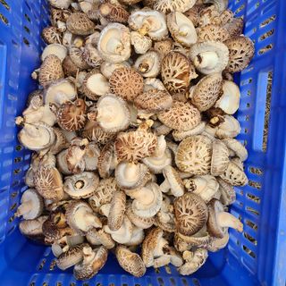 박형준님의 버섯 · 수확 작성글 사진