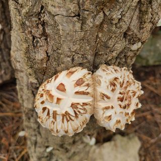 박형준님의 버섯 · 수확 작성글 사진