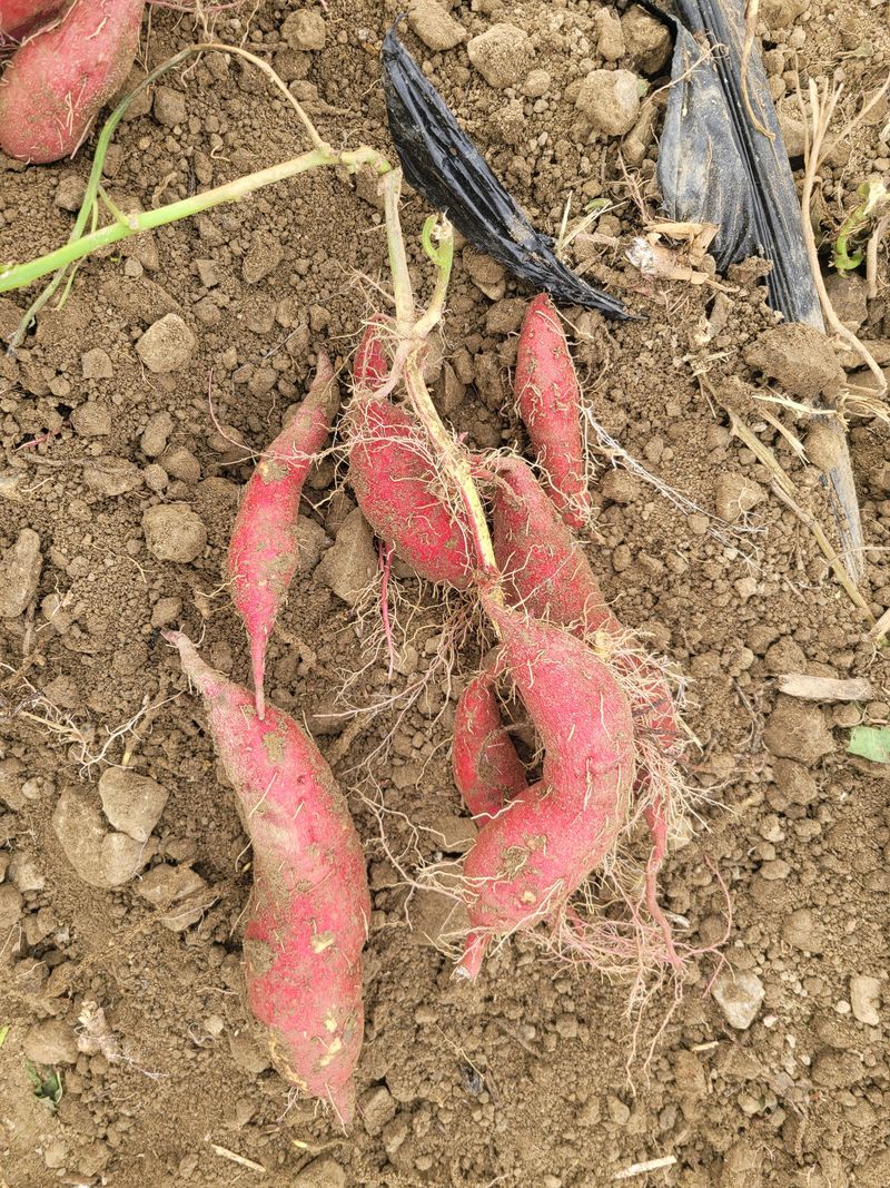 장터 상품 [고구마 랜덤1kg] 썸네일