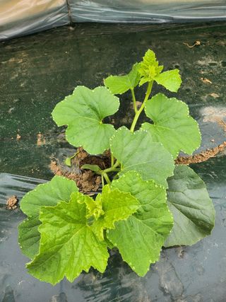 고철규님의 자유주제 · 자유게시판 작성글 사진