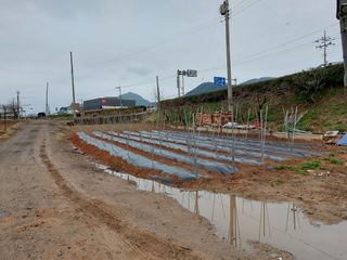 박종언님의 고추 · 병해충상담 작성글 사진