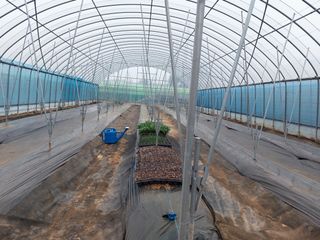 박종언님의 고추 · 병해충상담 작성글 사진