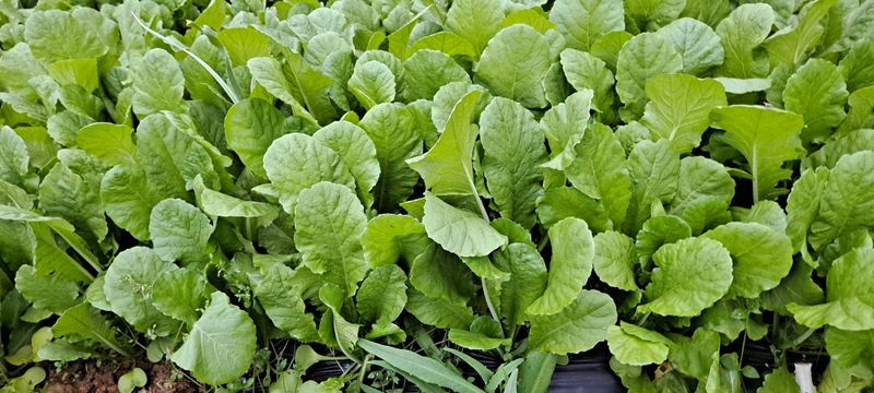 장터 상품 [열무      5  키로] 썸네일