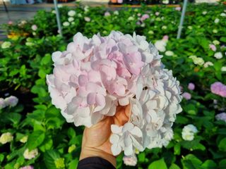 행복한나무농장님의 자유주제 · 사진전 작성글 사진