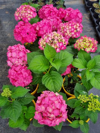 행복한나무농장님의 자유주제 · 사진전 작성글 사진