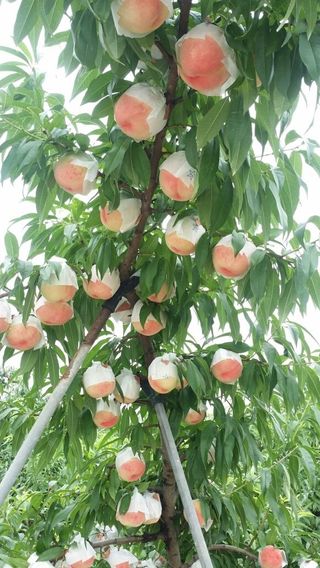 임춘식님의 자유주제 · 사진전 작성글 사진