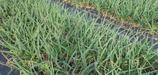 김근수님의 마늘 · 마늘 쪽 비대기 작성글 사진