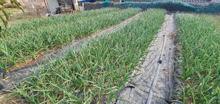 김근수님의 마늘 · 마늘 쪽 비대기 작성글 사진