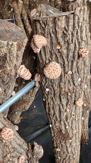 모실표고님의 버섯 · 수확 작성글 사진