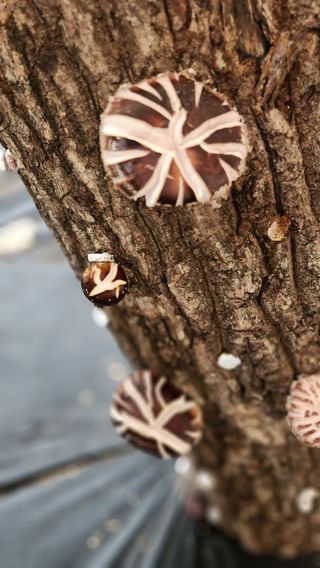 모실표고님의 버섯 · 수확 작성글 사진