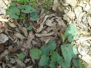 알 수 없음님의 기타작물 · 자유게시판 작성글 사진