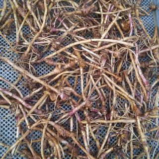 알 수 없음님의 기타작물 · 자유게시판 작성글 사진