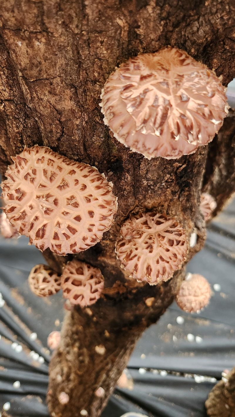 장터 상품 [참나무원목 표고버섯 1kg] 썸네일