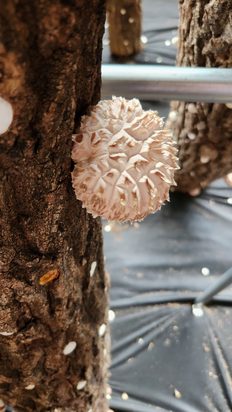 모실표고님의 장터 판매 상품 [참나무원목 표고버섯 1kg] 첨부 사진