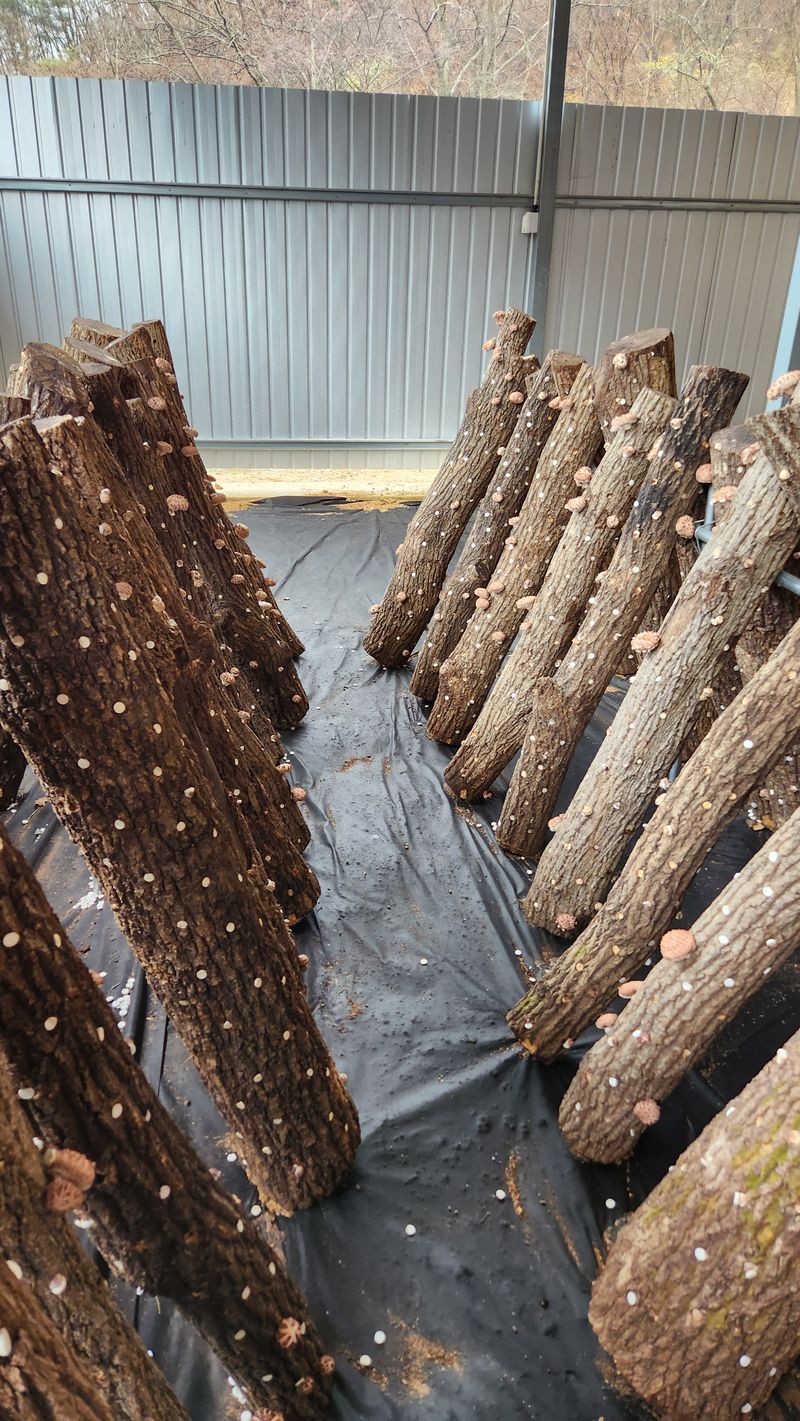 모실표고님의 장터 판매 상품 [참나무원목 표고버섯 1kg] 첨부 사진