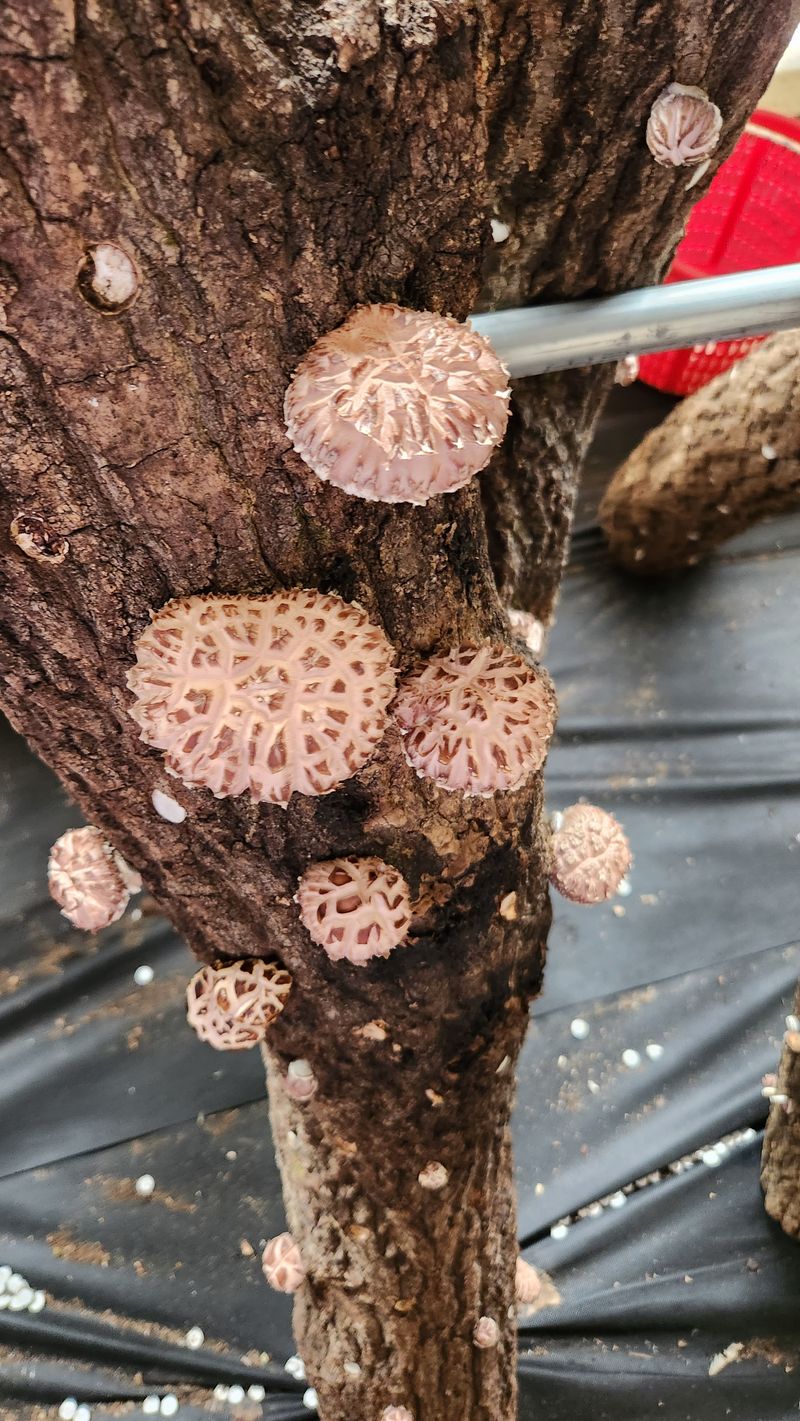 모실표고님의 장터 판매 상품 [참나무원목 표고버섯 1kg] 첨부 사진