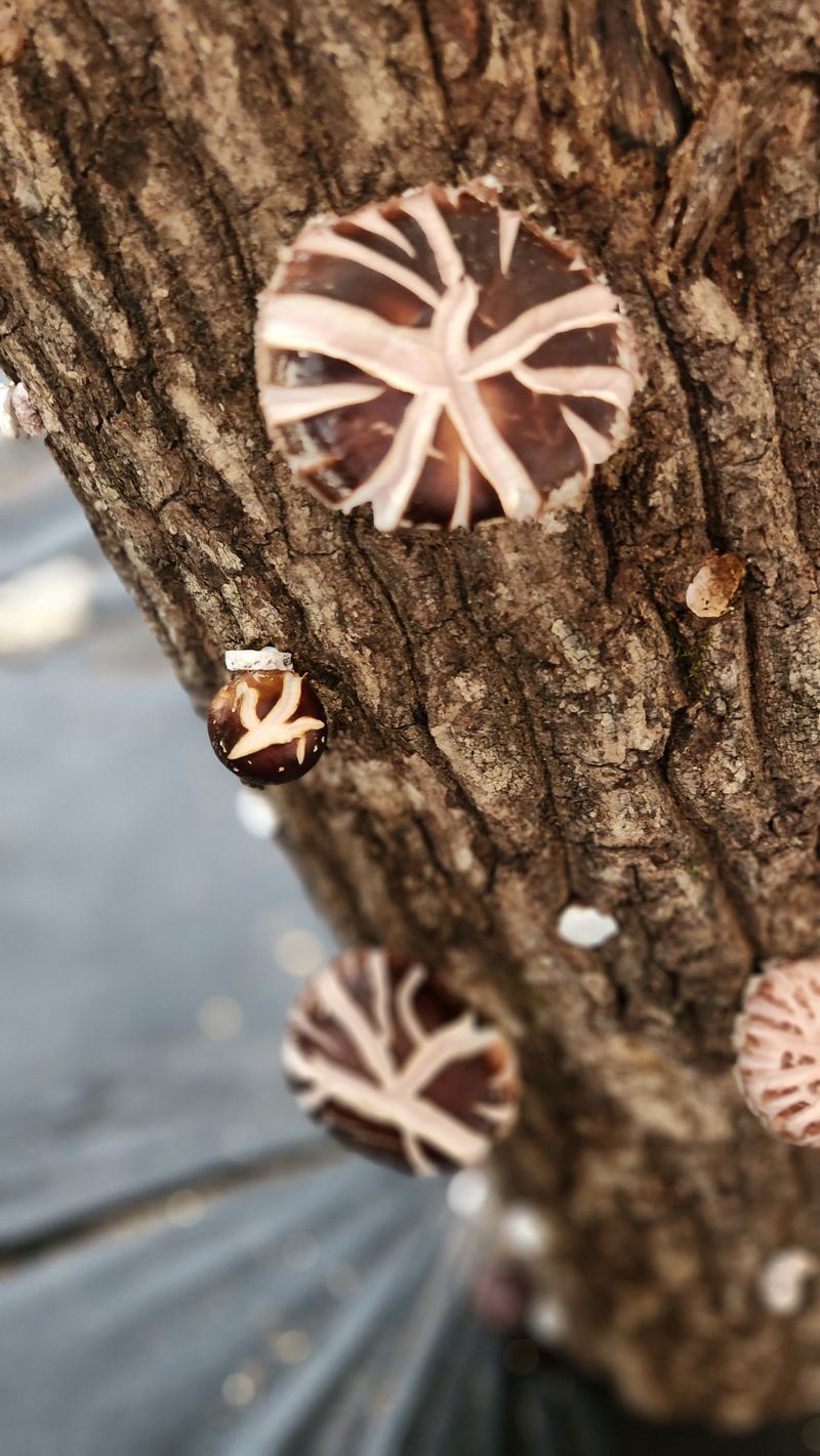 모실표고님의 장터 판매 상품 [참나무원목 표고버섯 1kg] 첨부 사진