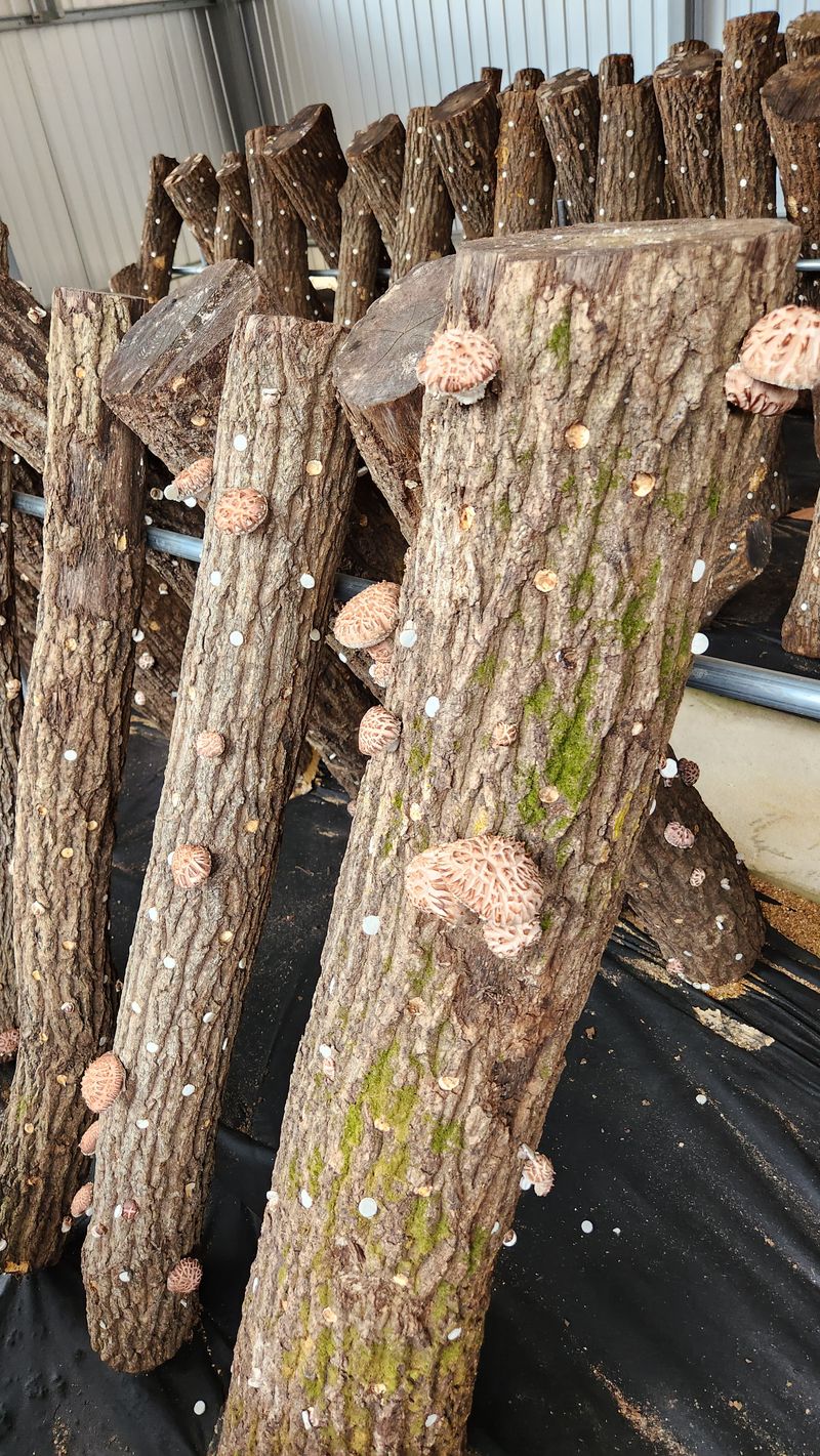 모실표고님의 장터 판매 상품 [참나무원목 표고버섯 1kg] 첨부 사진