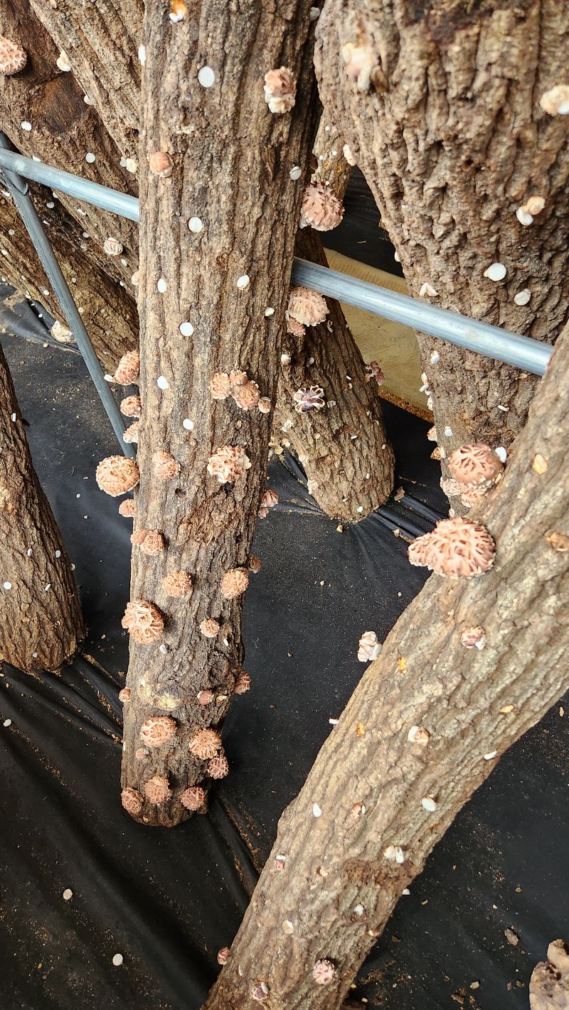 모실표고님의 장터 판매 상품 [참나무원목 표고버섯 1kg] 첨부 사진