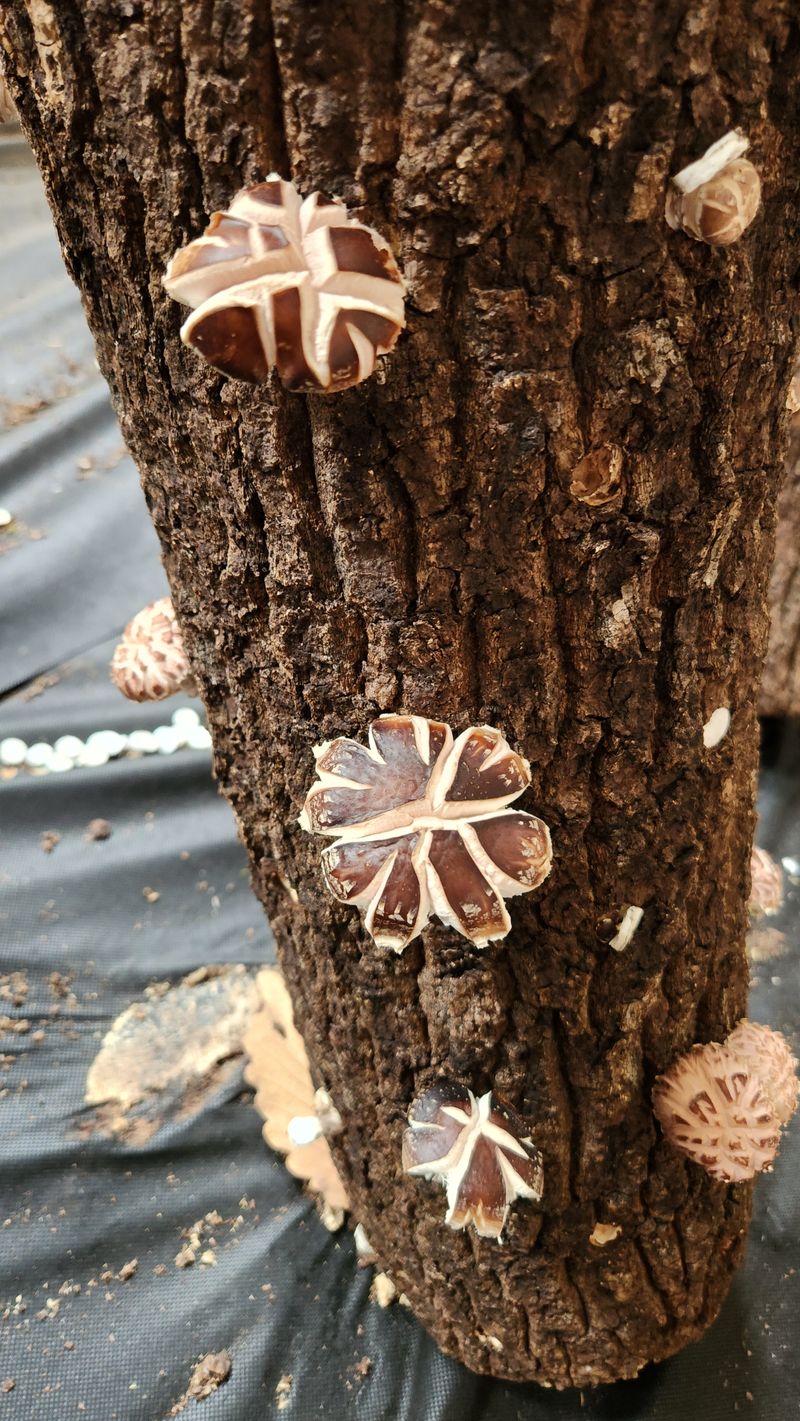 모실표고님의 장터 판매 상품 [참나무원목 표고버섯 1kg] 첨부 사진