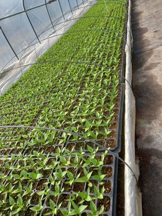 마정숙님의 고추 · 일상 작성글 사진