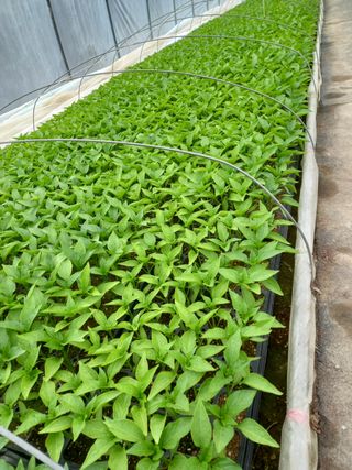 마정숙님의 고추 · 일상 작성글 사진