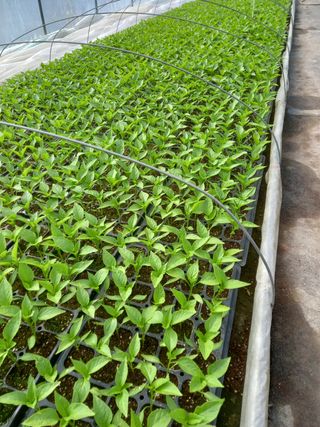 마정숙님의 고추 · 일상 작성글 사진