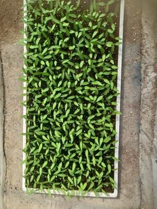 마정숙님의 고추 · 일상 작성글 사진