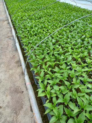 마정숙님의 고추 · 일상 작성글 사진