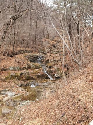 김기자(흰구름농원)님의 블루베리 · 자유게시판 작성글 사진
