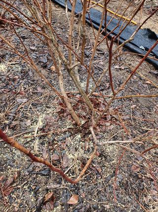 김기자(흰구름농원)님의 블루베리 · 자유게시판 작성글 사진