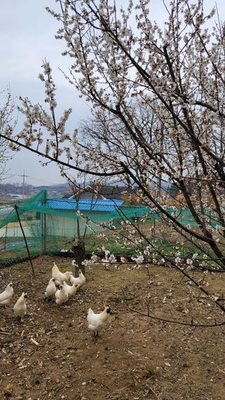 다불산님의 자유주제 · 사진전 작성글 사진