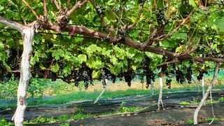 다불산님의 자유주제 · 사진전 작성글 사진