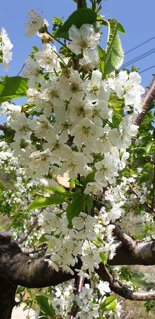 방촌대장님의 기타작물 · 자유게시판 작성글 사진