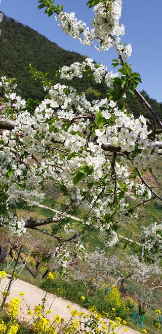 방촌대장님의 기타작물 · 자유게시판 작성글 사진
