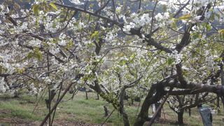 방촌대장님의 기타작물 · 자유게시판 작성글 사진