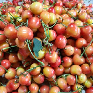 방촌대장님의 기타작물 · 자유게시판 작성글 사진