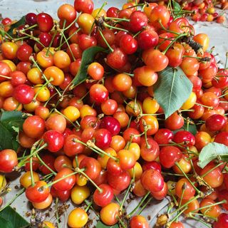 방촌대장님의 기타작물 · 자유게시판 작성글 사진