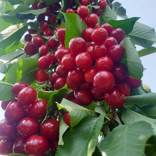 방촌대장님의 기타작물 · 자유게시판 작성글 사진