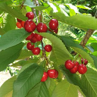 방촌대장님의 기타작물 · 자유게시판 작성글 사진