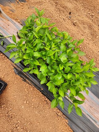 박효식님의 자유주제 · 자유게시판 작성글 사진