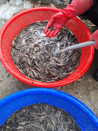 김석현님의 기타작물 · 자유게시판 작성글 사진