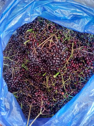 봉두산약초농원님의 자유주제 · 자유게시판 작성글 사진