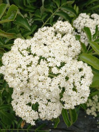 봉두산약초농원님의 자유주제 · 자유게시판 작성글 사진