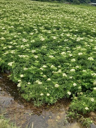 봉두산약초농원님의 자유주제 · 자유게시판 작성글 사진